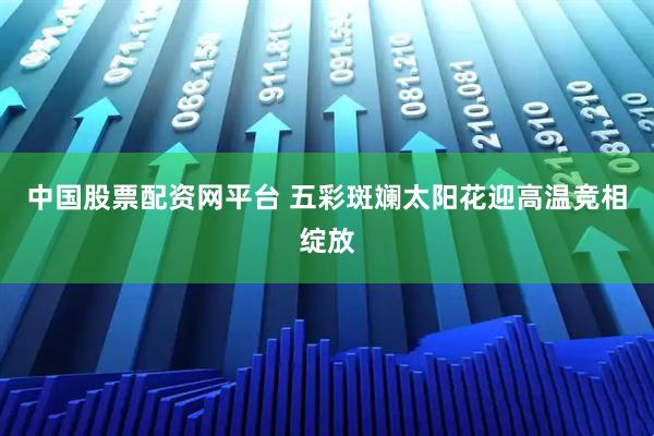 中国股票配资网平台 五彩斑斓太阳花迎高温竞相绽放